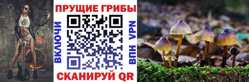 Псилоцибиновые грибы прущие грибы  наркота  Кондрово 